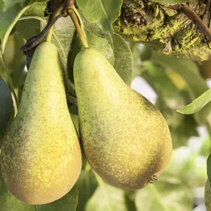 Conference Pear, a fruit tree known for its sweet, juicy pears and beautiful spring blossoms, ideal for home orchards in UK gardens.