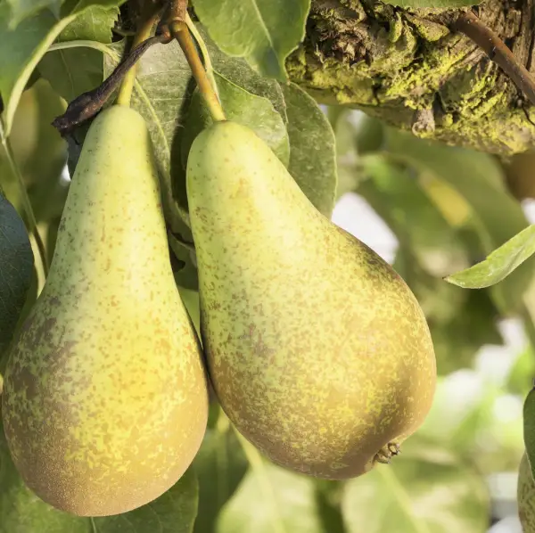 Conference Pear, a fruit tree known for its sweet, juicy pears and beautiful spring blossoms, ideal for home orchards in UK gardens.