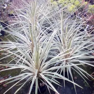A close-up of Cabbage Palm (Cordyline ‘Torbay Dazzler’), an evergreen plant with long, arching leaves featuring vibrant green centres and red margins, ideal for UK gardens.