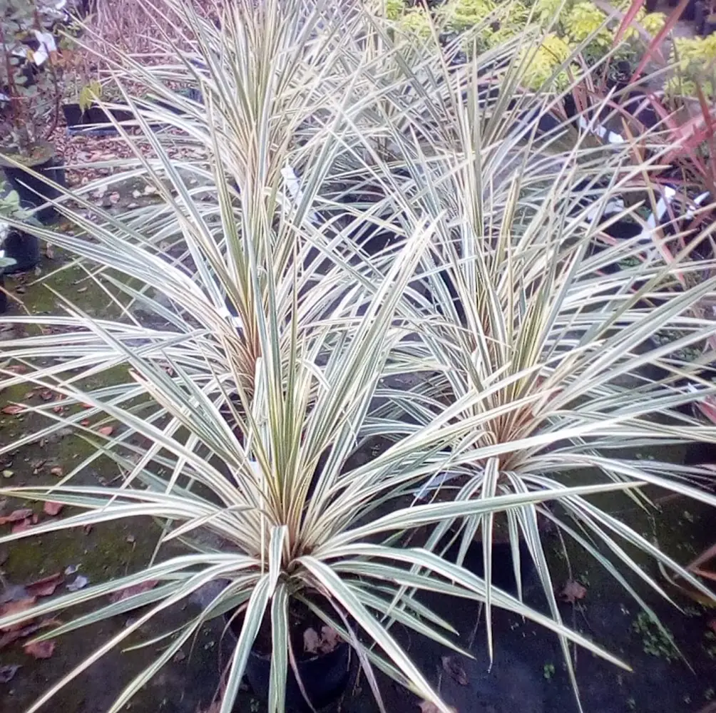 A close-up of Cabbage Palm (Cordyline ‘Torbay Dazzler’), an evergreen plant with long, arching leaves featuring vibrant green centres and red margins, ideal for UK gardens.