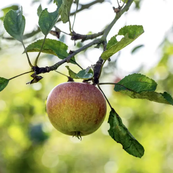 Cox Apple, a deciduous tree known for its medium-sized, round apples with a red-orange hue, ideal for home orchards in UK gardens.