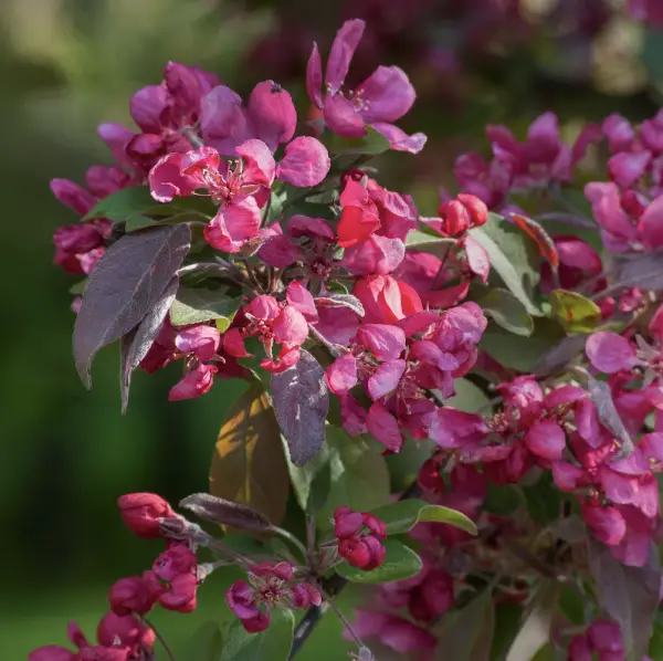 Crab Apple ‘Harry Baker’ (Malus ‘Harry Baker’), an ornamental tree known for its fragrant white flowers and bright red apples, ideal for UK gardens.