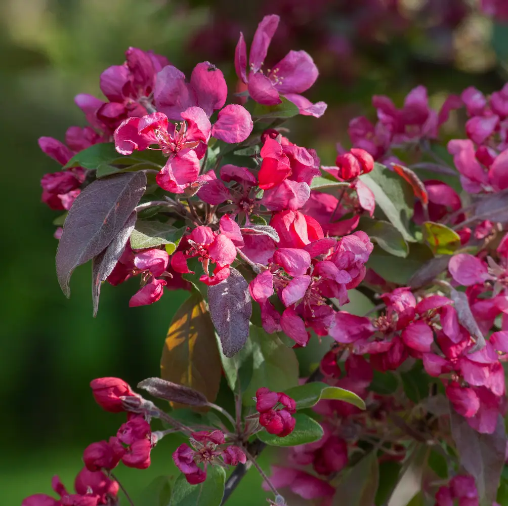 Crab Apple ‘Harry Baker’ (Malus ‘Harry Baker’), an ornamental tree known for its fragrant white flowers and bright red apples, ideal for UK gardens.