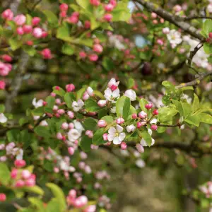 A close-up of Crab Apple (Malus Sylvestris), a compact deciduous tree with pale pink spring blossoms and small yellow-green autumn fruits, ideal for UK gardens.