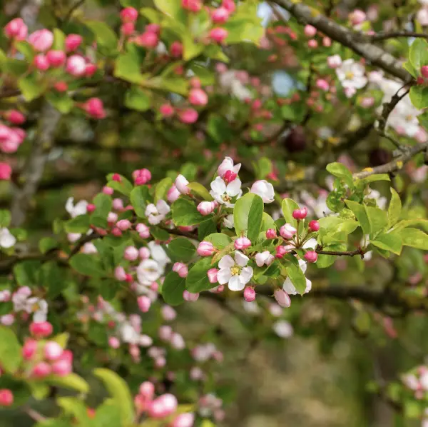 A close-up of Crab Apple (Malus Sylvestris), a compact deciduous tree with pale pink spring blossoms and small yellow-green autumn fruits, ideal for UK gardens.