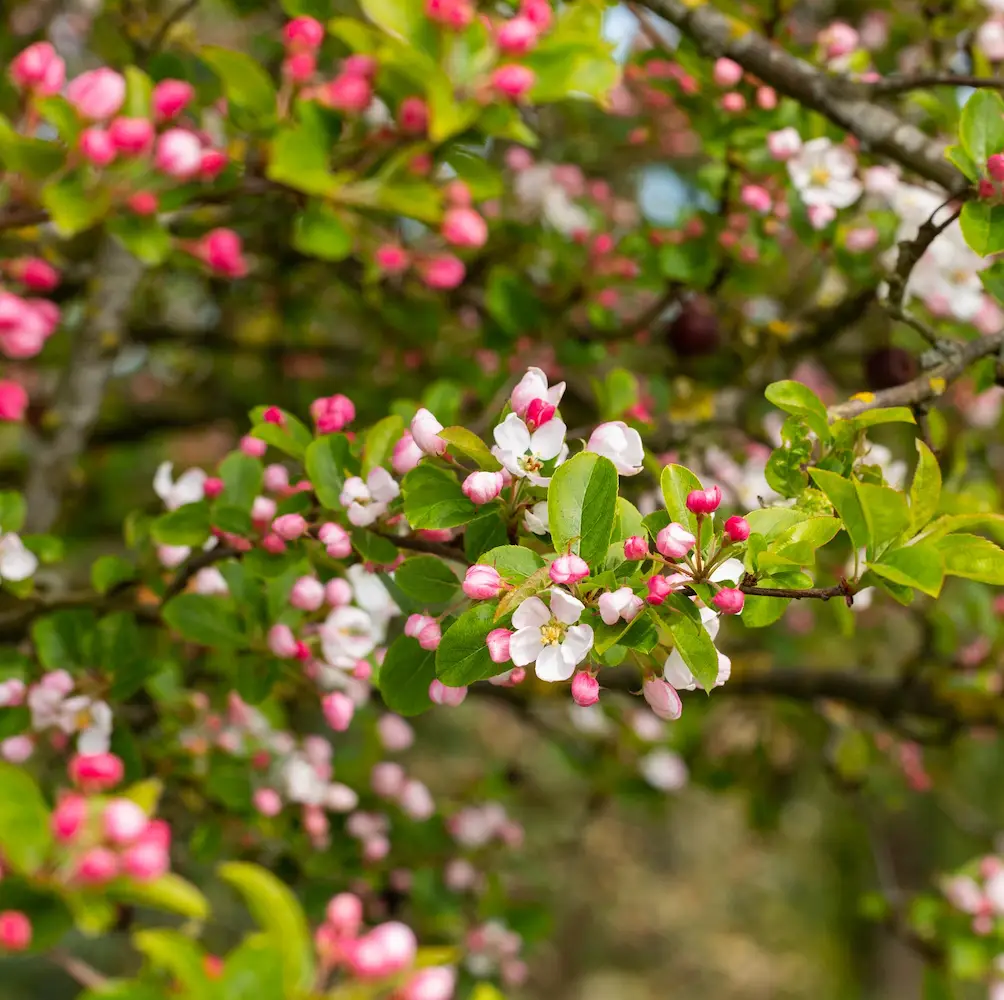 A close-up of Crab Apple (Malus Sylvestris), a compact deciduous tree with pale pink spring blossoms and small yellow-green autumn fruits, ideal for UK gardens.