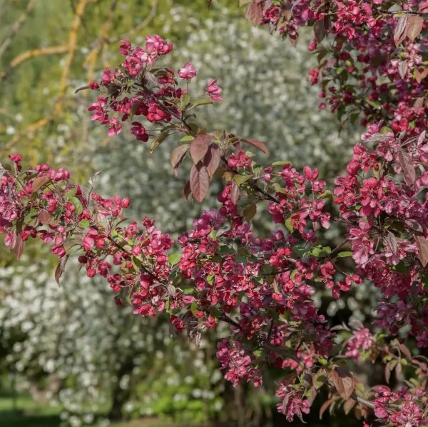 crab apple profusion sandy lane nursery