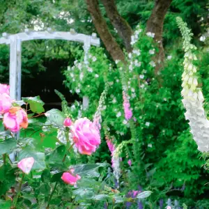 A guide to designing a charming cottage garden, offering tips on plant selection and layout to create a beautiful and bountiful garden space.
