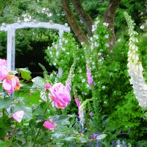 A guide to designing a charming cottage garden, offering tips on plant selection and layout to create a beautiful and bountiful garden space.