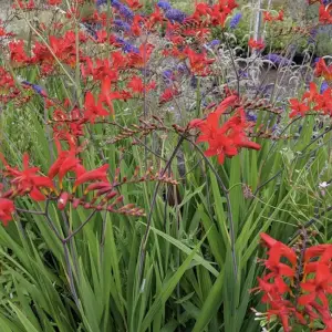 crocosmia lucifer sandy lane nursery