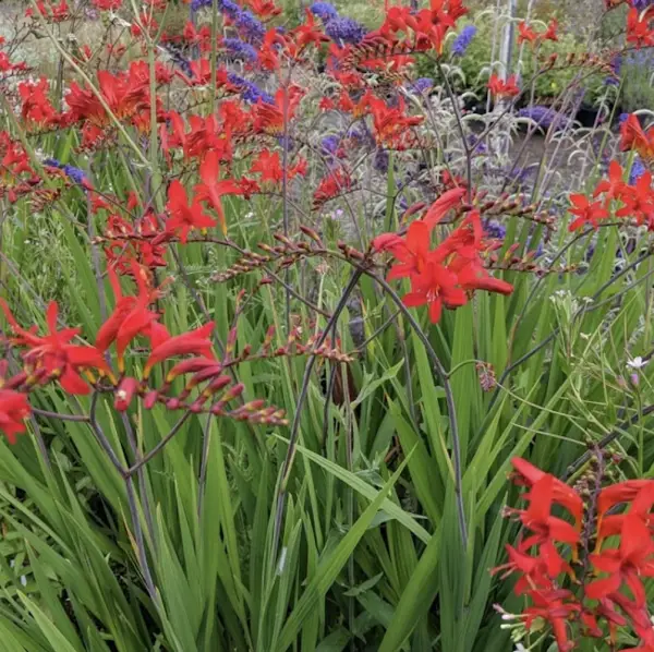 crocosmia lucifer sandy lane nursery