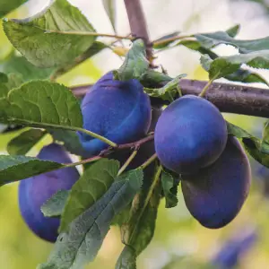 Czar Plum Tree, a deciduous tree known for its sweet, juicy plums and beautiful spring flowers, ideal for home orchards in UK gardens.