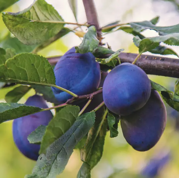Czar Plum Tree, a deciduous tree known for its sweet, juicy plums and beautiful spring flowers, ideal for home orchards in UK gardens.