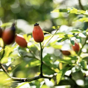 A close-up of Dog Rose (Rosa Canina), a hardy climbing shrub with pale pink single flowers and bright red hips, ideal for wildlife-friendly UK gardens and hedgerows.
