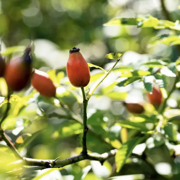 A close-up of Dog Rose (Rosa Canina), a hardy climbing shrub with pale pink single flowers and bright red hips, ideal for wildlife-friendly UK gardens and hedgerows.
