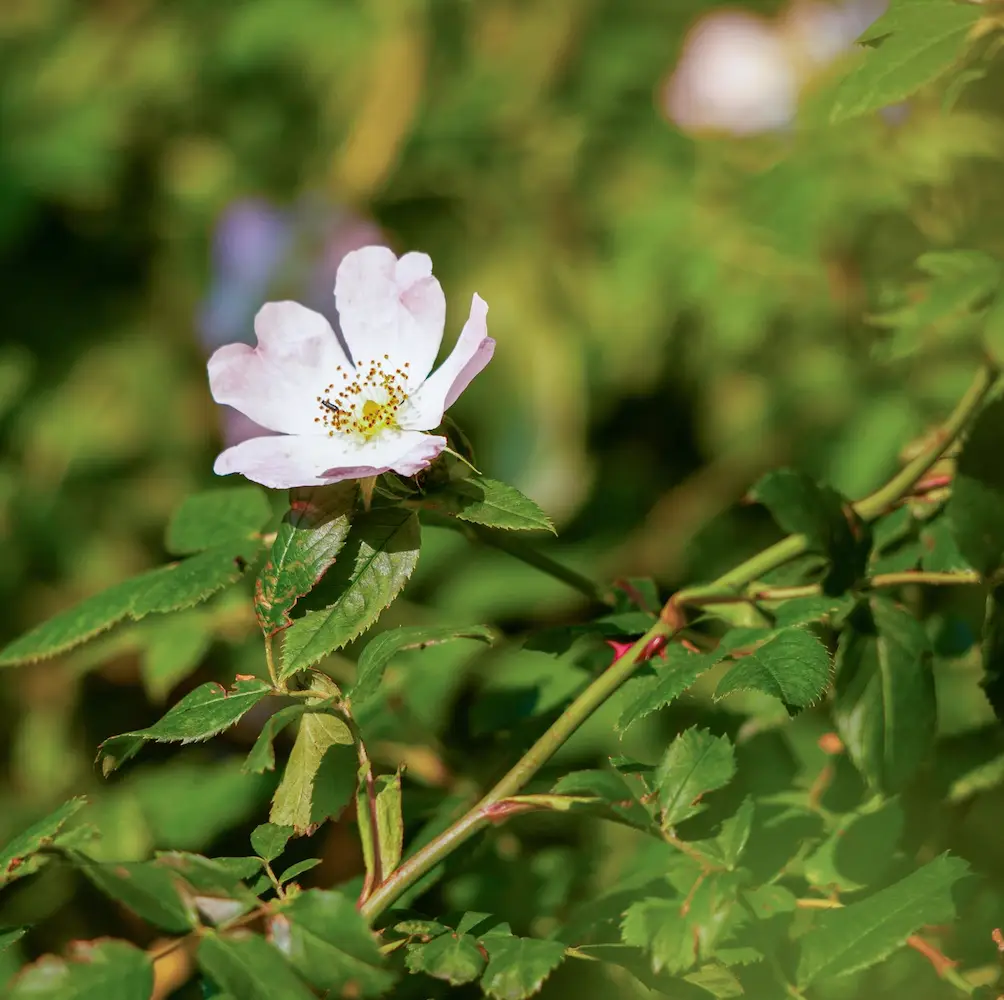 A close-up of Dog Rose (Rosa Canina), a hardy climbing shrub with pale pink single flowers and bright red hips, ideal for wildlife-friendly UK gardens and hedgerows.