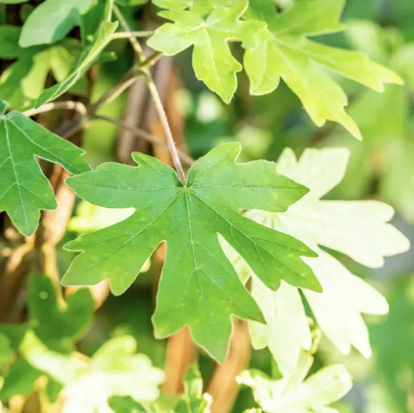 A close-up of Field Maple (Acer Campestre), a deciduous tree with lobed leaves that turn yellow and orange in autumn, ideal for hedges and urban gardens.