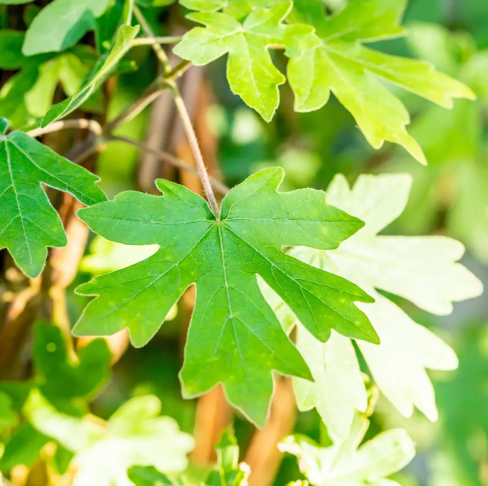 A close-up of Field Maple (Acer Campestre), a deciduous tree with lobed leaves that turn yellow and orange in autumn, ideal for hedges and urban gardens.