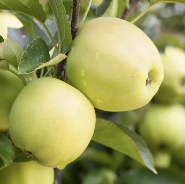 Golden Delicious Apple Tree, a deciduous tree known for its sweet, juicy apples and beautiful spring blossoms, ideal for home orchards in UK gardens.