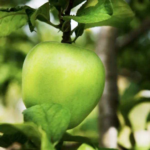 Granny Smith Apple, a deciduous tree known for its crisp, tart apples and beautiful spring blossoms, ideal for home orchards in UK gardens.