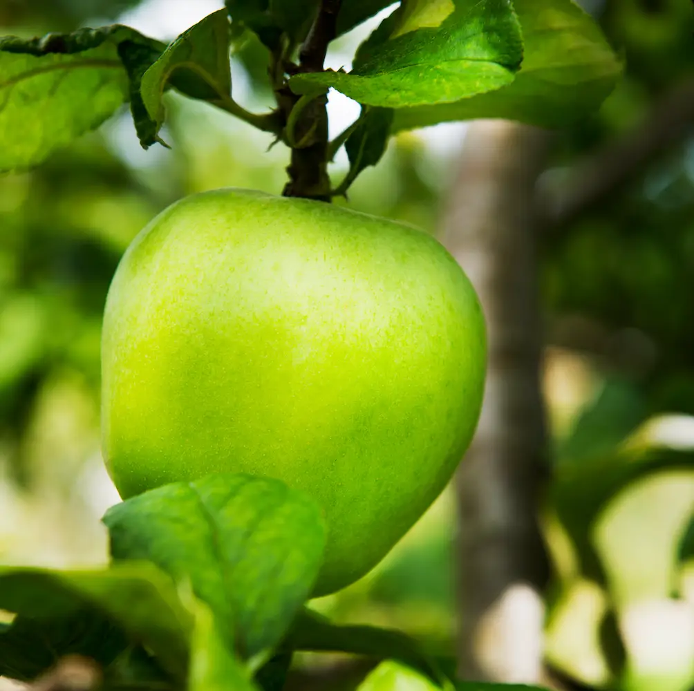 Granny Smith Apple, a deciduous tree known for its crisp, tart apples and beautiful spring blossoms, ideal for home orchards in UK gardens.