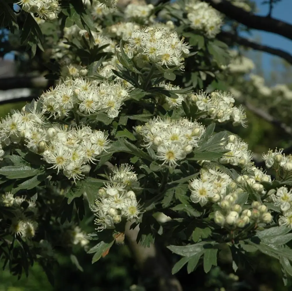 A close-up of Hawthorn (Crataegus Monogyna), a hardy shrub or small tree with fragrant white flowers and glossy red berries, ideal for hedging and wildlife-friendly UK gardens.