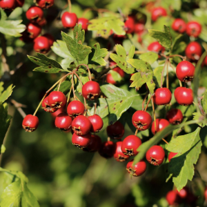 A close-up of Hawthorn (Crataegus Monogyna), a hardy shrub or small tree with fragrant white flowers and glossy red berries, ideal for hedging and wildlife-friendly UK gardens.