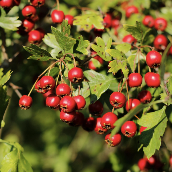 A close-up of Hawthorn (Crataegus Monogyna), a hardy shrub or small tree with fragrant white flowers and glossy red berries, ideal for hedging and wildlife-friendly UK gardens.