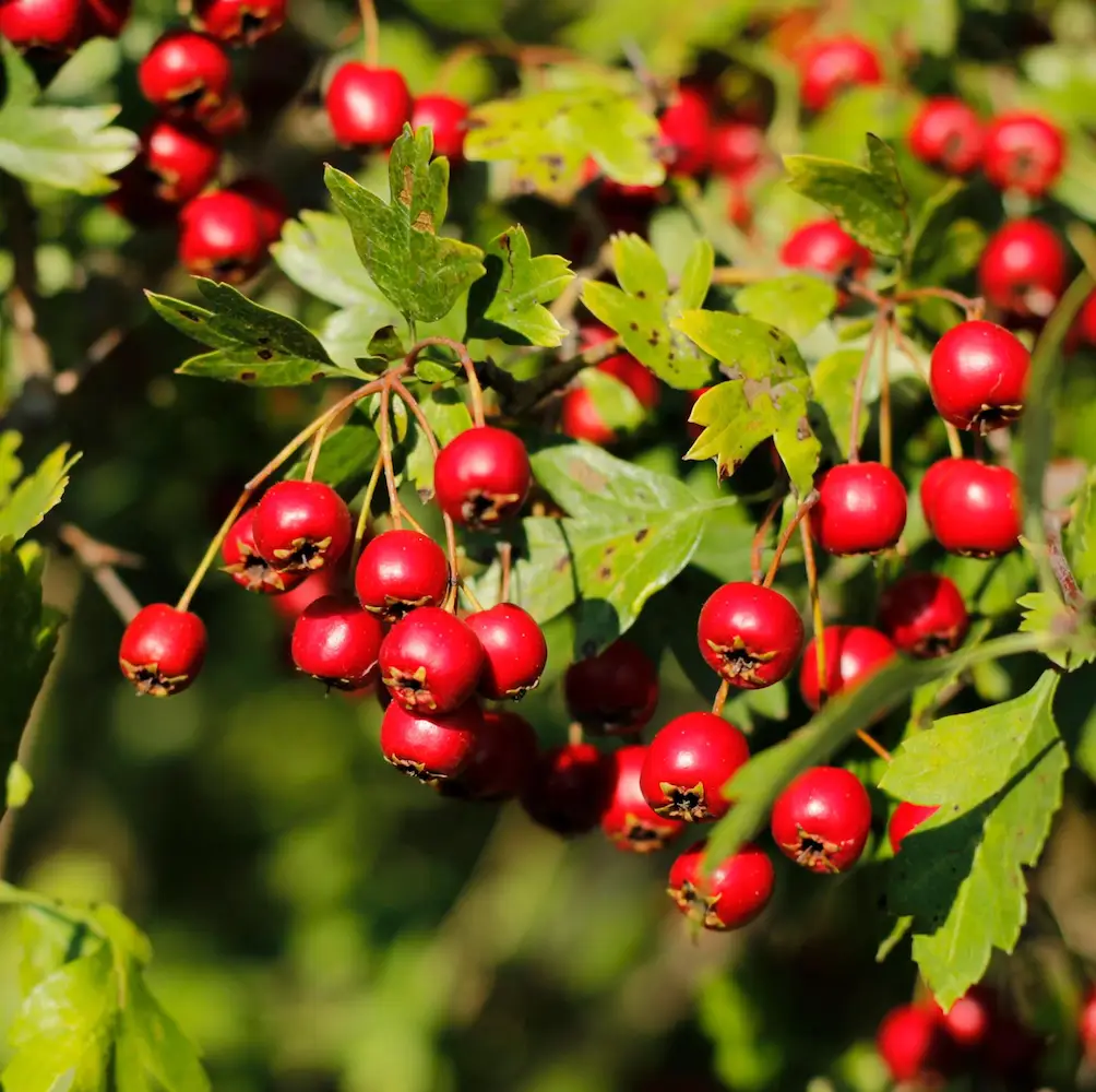 A close-up of Hawthorn (Crataegus Monogyna), a hardy shrub or small tree with fragrant white flowers and glossy red berries, ideal for hedging and wildlife-friendly UK gardens.
