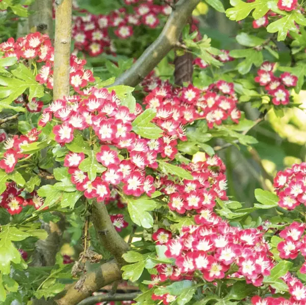 Hawthorn ‘Crimson Cloud’ (Crataegus Laevigata ‘Crimson Cloud’), a deciduous tree known for its bright crimson flowers and attractive foliage, ideal for UK gardens.