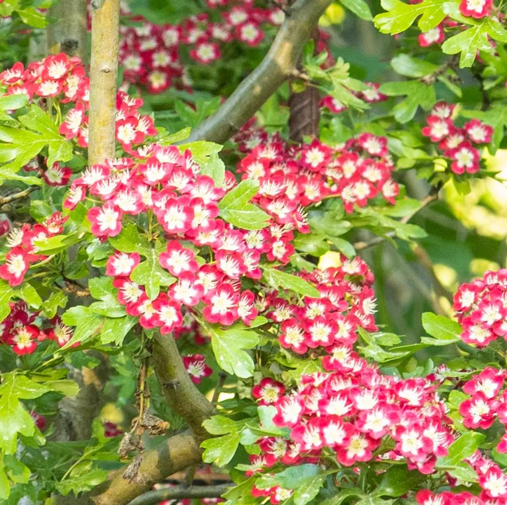 Hawthorn ‘Crimson Cloud’ (Crataegus Laevigata ‘Crimson Cloud’), a deciduous tree known for its bright crimson flowers and attractive foliage, ideal for UK gardens.