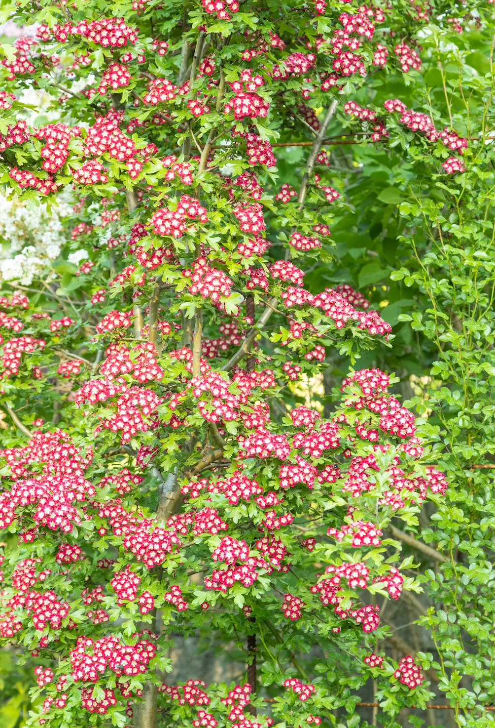 Hawthorn ‘Crimson Cloud’ (Crataegus Laevigata ‘Crimson Cloud’), a deciduous tree known for its bright crimson flowers and attractive foliage, ideal for UK gardens.