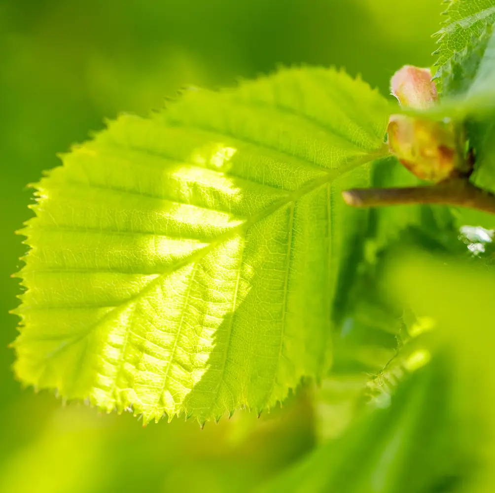 A close-up of Hazel (Corylus Avellana), a versatile deciduous shrub with yellow spring catkins and edible hazelnuts, perfect for UK gardens and natural hedging.