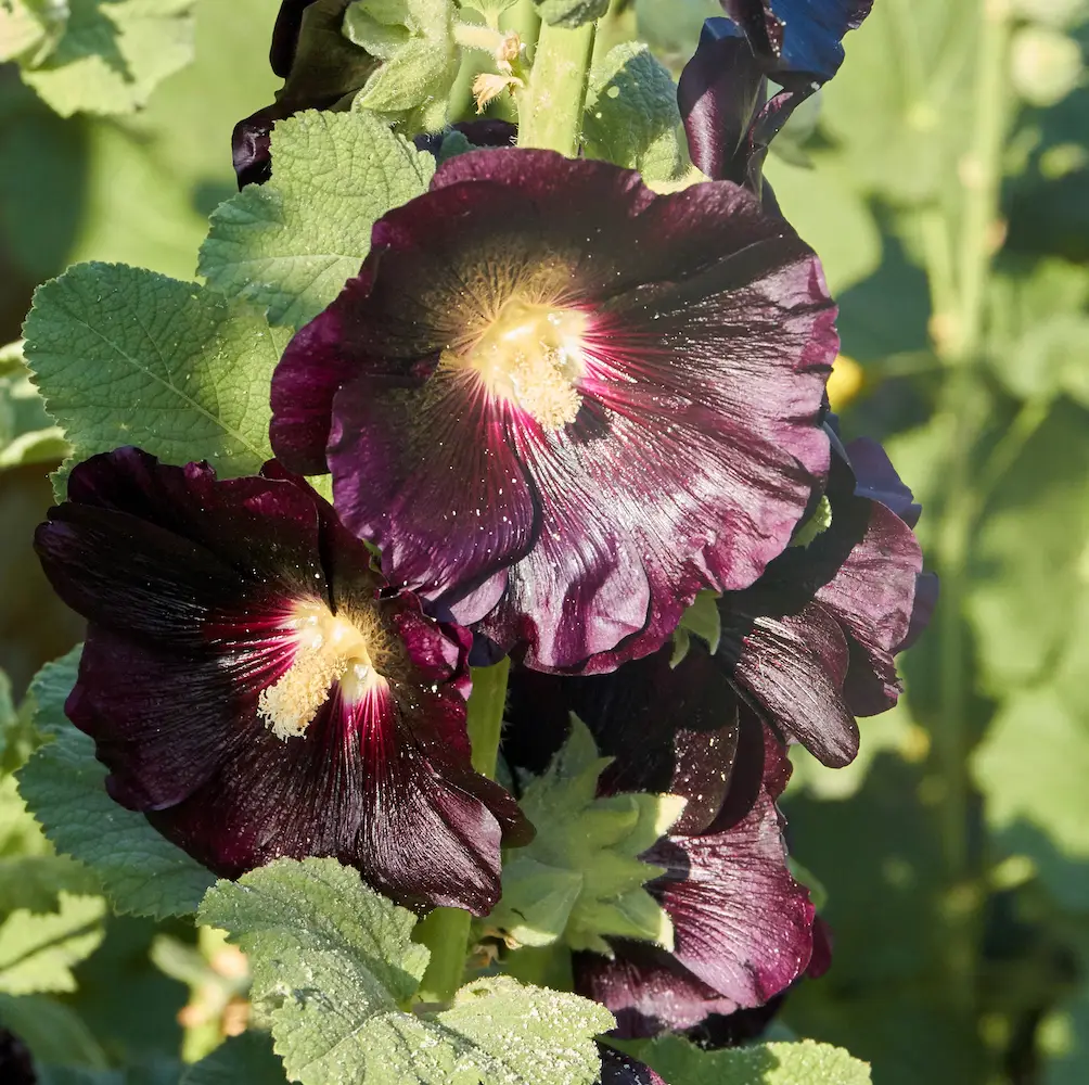 A close-up of Hollyhocks, tall biennials with large, vibrant flowers in shades of pink, red, yellow, and white, ideal for adding height and colour to UK garden borders.