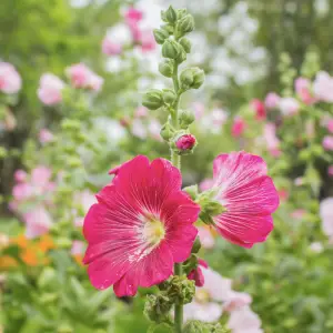 A close-up of Hollyhocks, tall biennials with large, vibrant flowers in shades of pink, red, yellow, and white, ideal for adding height and colour to UK garden borders.