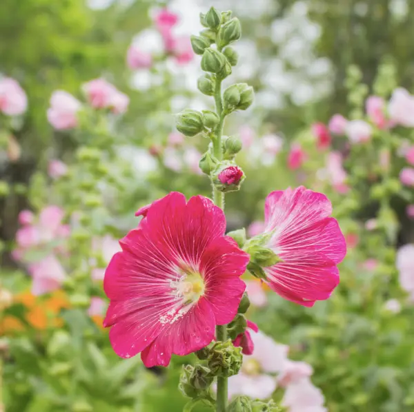 A close-up of Hollyhocks, tall biennials with large, vibrant flowers in shades of pink, red, yellow, and white, ideal for adding height and colour to UK garden borders.