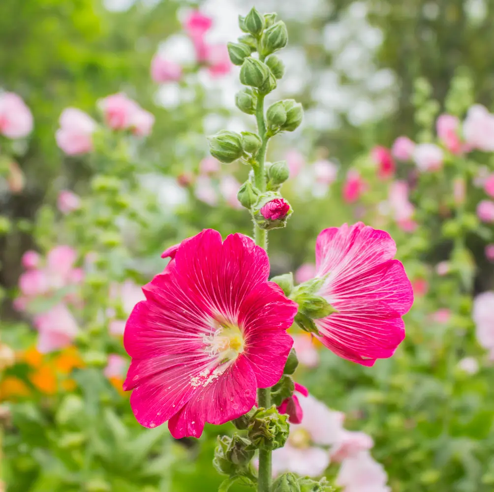 A close-up of Hollyhocks, tall biennials with large, vibrant flowers in shades of pink, red, yellow, and white, ideal for adding height and colour to UK garden borders.