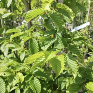 A close-up of Hornbeam (Carpinus Betulus), a hardy deciduous tree with bright green serrated leaves that turn golden-yellow in autumn, ideal for hedging or specimen planting in UK gardens.