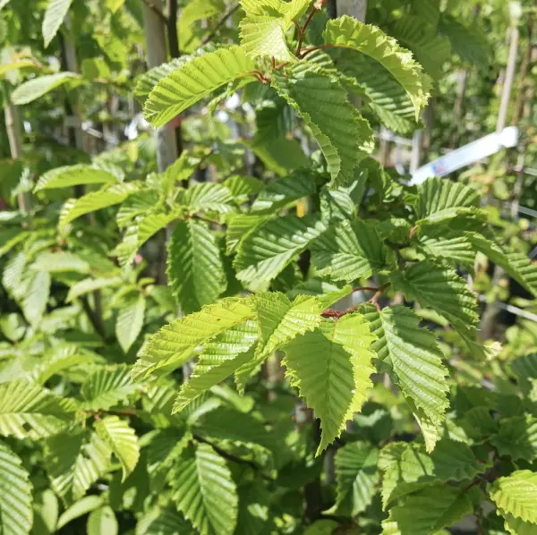 A close-up of Hornbeam (Carpinus Betulus), a hardy deciduous tree with bright green serrated leaves that turn golden-yellow in autumn, ideal for hedging or specimen planting in UK gardens.