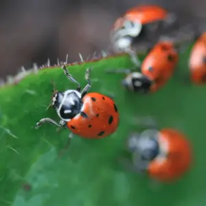 Natural and organic pest control methods for keeping pests out of your garden, ensuring healthy plants and an eco-friendly gardening approach.