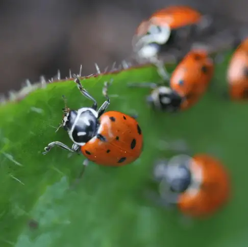 Natural and organic pest control methods for keeping pests out of your garden, ensuring healthy plants and an eco-friendly gardening approach.