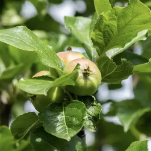 James Grieve Apple, a deciduous tree known for its medium-sized, crisp apples with greenish-yellow skin, ideal for home orchards in UK gardens.