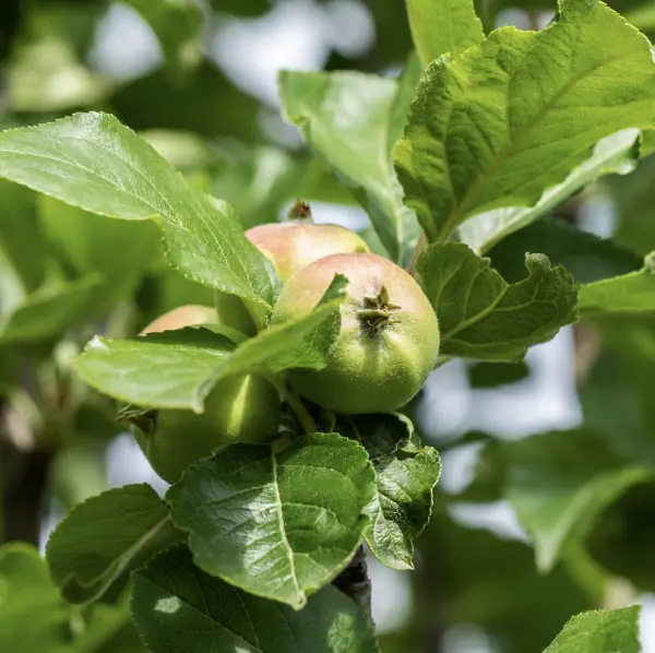 James Grieve Apple, a deciduous tree known for its medium-sized, crisp apples with greenish-yellow skin, ideal for home orchards in UK gardens.