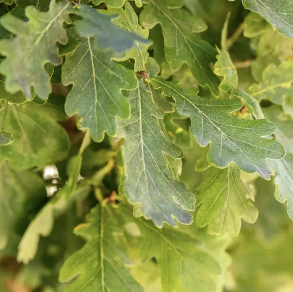 Koster Oak (Quercus robur Fastigiata), a deciduous tree known for its columnar form and lush green leaves that turn golden in autumn, ideal for UK landscapes.