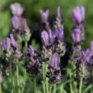 A close-up of Lavender Bandera, a compact lavender variety with fragrant purple flowers and silvery-green foliage, perfect for UK garden borders and containers.