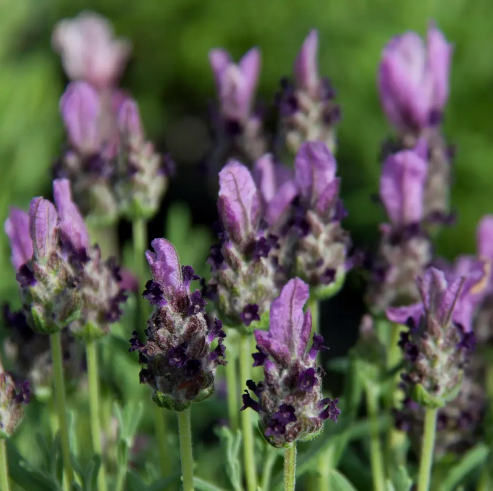 A close-up of Lavender Bandera, a compact lavender variety with fragrant purple flowers and silvery-green foliage, perfect for UK garden borders and containers.