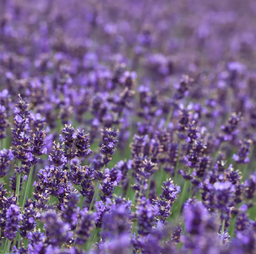 A close-up of Lavender Hidcote, a compact, hardy perennial with fragrant deep purple flowers and silvery-green foliage, perfect for UK garden borders and containers.