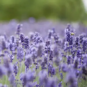 A close-up of Lavender Hidcote, a compact, hardy perennial with fragrant deep purple flowers and silvery-green foliage, perfect for UK garden borders and containers.