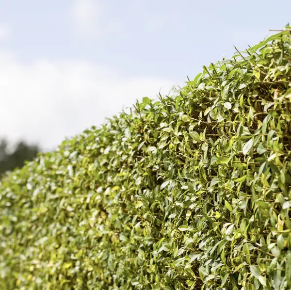 A close-up of Wild Privet (Ligustrum Vulgare), a hardy, semi-evergreen shrub with glossy green foliage and small white flowers, ideal for hedging in UK gardens.