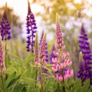 A close-up of Lupin Dwarf, a compact perennial with spikes of vibrant blooms in shades of blue, purple, red, pink, and white, ideal for smaller UK gardens.